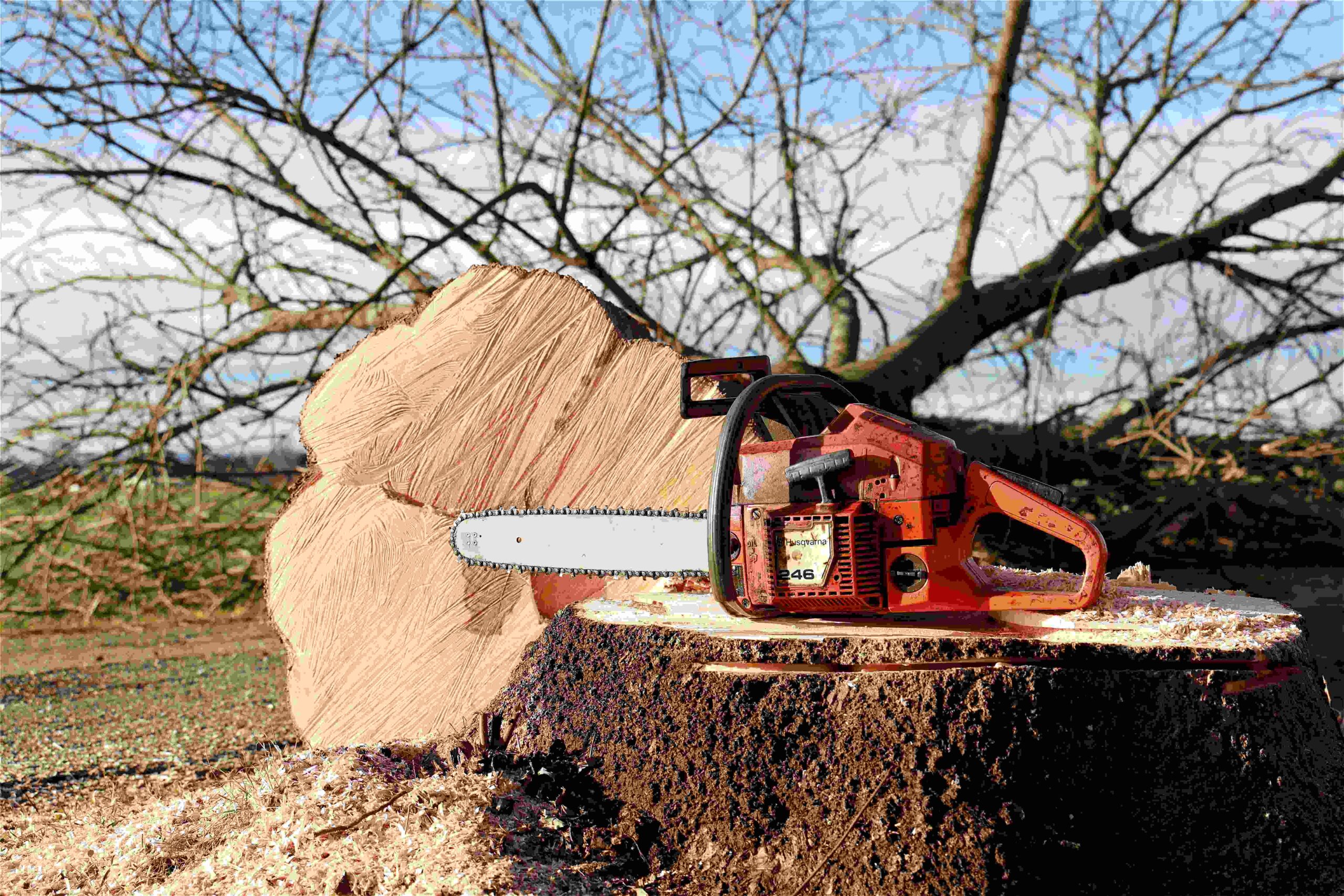 Chainsaw on a stump for What the Hack data brokers episode